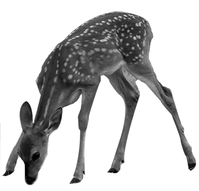 002ST-DEER.png 002ST-DEER - Image 1
