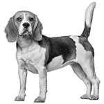 002ST-PET.png 002ST-PET - Image 1