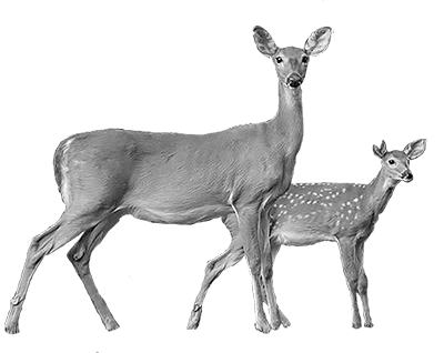 006ST-DEER.png 006ST-DEER - Image 1