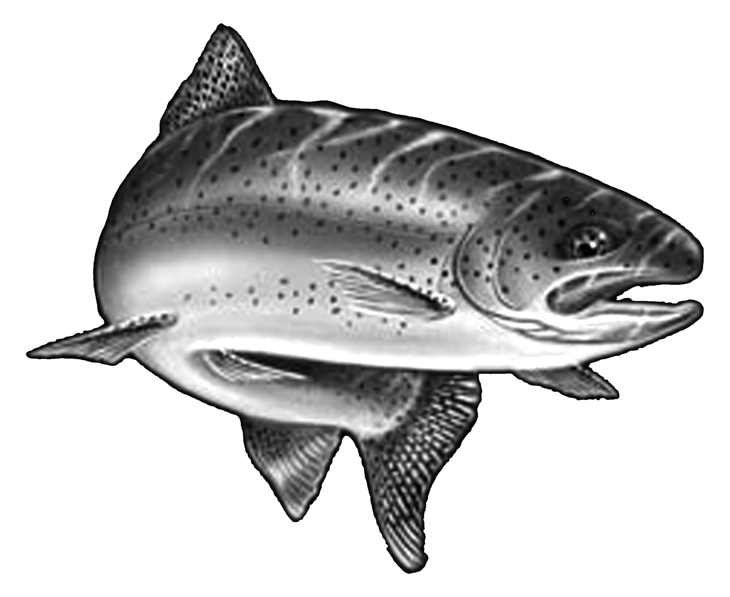 007ST-FISHING.png 007ST-FISHING - Image 1