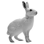 009ST-PET.png 009ST-PET - Image 1