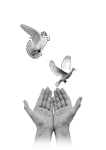 019ST-BIRDS.png 019ST-BIRDS - Image 1