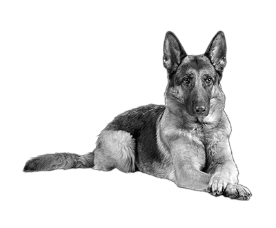 031ST-PET.png 031ST-PET - Image 1