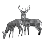 035ST-DEER.png 035ST-DEER - Image 1